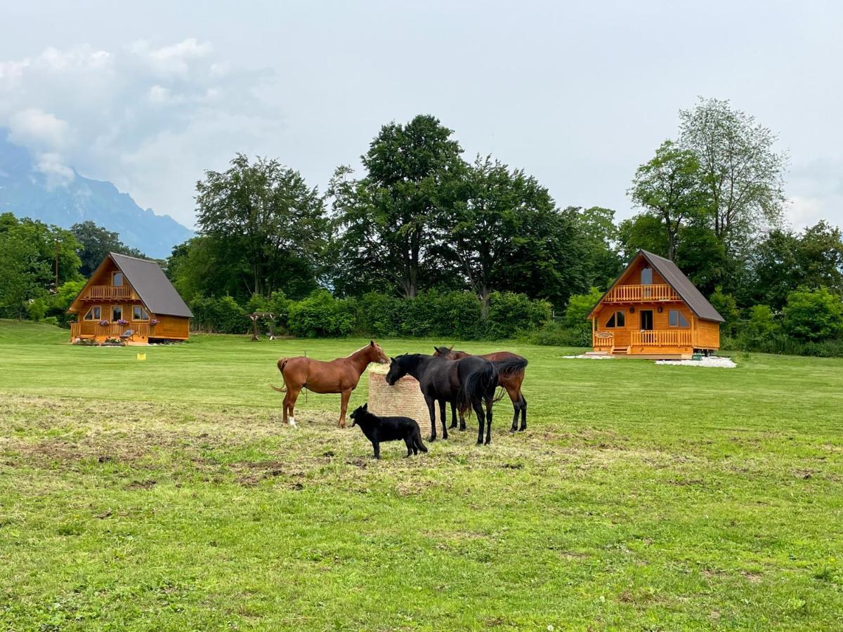 Agri Camp Dolomiti Apartment Belluno Bagian luar foto