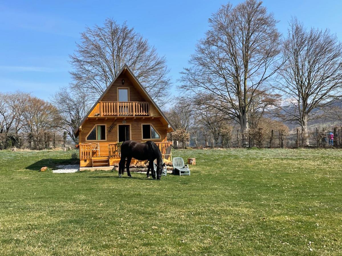 Agri Camp Dolomiti Apartment Belluno Bagian luar foto